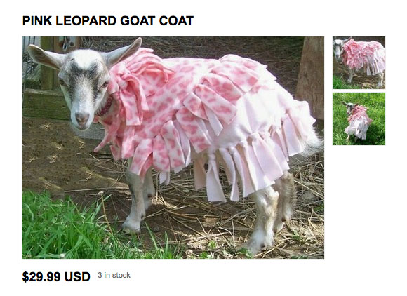 Goat Eating Clothes